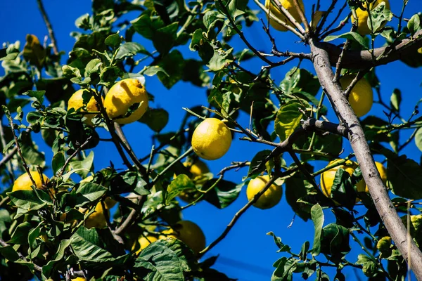 Paphos Chipre Marzo 2020 Vista Varios Limones Creciendo Las Calles —  Fotos de Stock