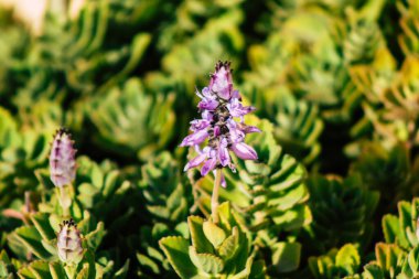 Paphos Kıbrıs Rum Kesimi 09 Mart 2020 'de Kıbrıs' ta Paphos sokaklarında büyüyen çeşitli çiçeklerin manzarası