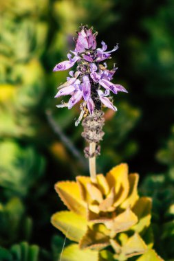 Paphos Kıbrıs Rum Kesimi 09 Mart 2020 'de Kıbrıs' ta Paphos sokaklarında büyüyen çeşitli çiçeklerin manzarası