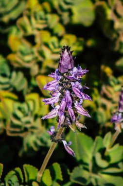 Paphos Kıbrıs Rum Kesimi 09 Mart 2020 'de Kıbrıs' ta Paphos sokaklarında büyüyen çeşitli çiçeklerin manzarası