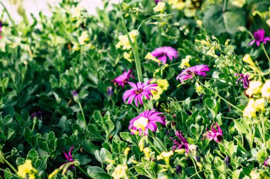 Paphos Kıbrıs Rum Kesimi 09 Mart 2020 'de Kıbrıs' ta Paphos sokaklarında büyüyen çeşitli çiçeklerin manzarası