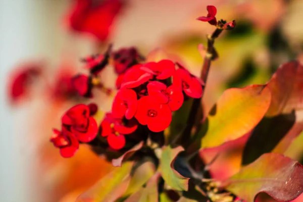 Paphos Chipre Março 2020 Vista Várias Flores Que Crescem Nas — Fotografia de Stock