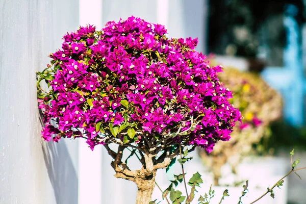 Paphos Cyprus March 2020 View Various Flowers Growing Streets Paphos — Stock Photo, Image