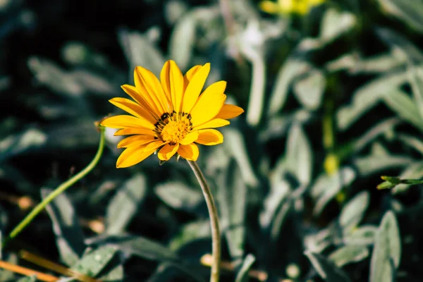 Paphos Chipre Março 2020 Vista Várias Flores Que Crescem Nas — Fotografia de Stock