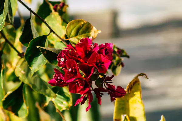 Paphos Chipre Março 2020 Vista Várias Flores Que Crescem Nas — Fotografia de Stock