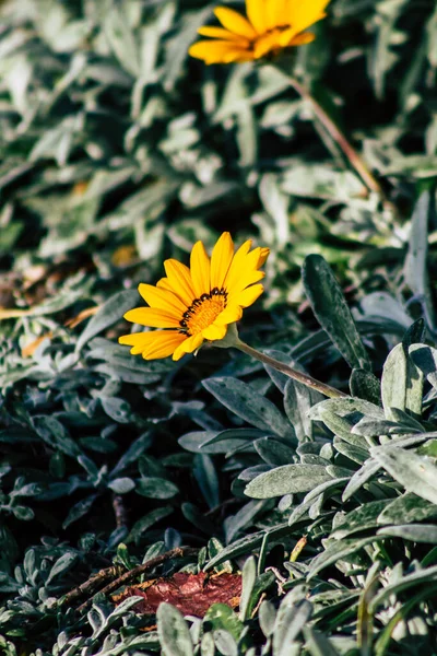 Paphos Chipre Março 2020 Vista Várias Flores Que Crescem Nas — Fotografia de Stock