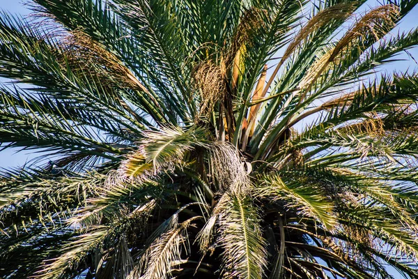 Paphos Cypern Mars 2020 Utsikt Över Palm Växer Gatorna Paphos — Stockfoto