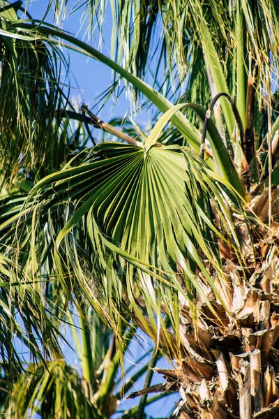 Paphos Chipre Março 2020 Vista Uma Palmeira Crescendo Nas Ruas — Fotografia de Stock