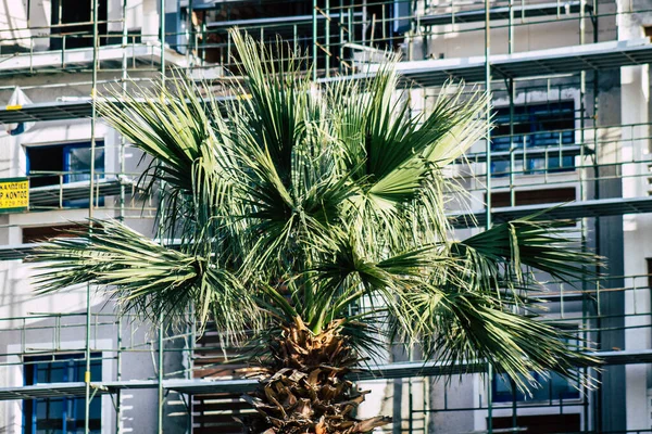 Paphos Zypern März 2020 Blick Auf Eine Palme Die Den — Stockfoto