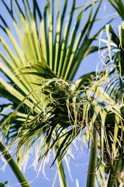 Paphos Cyprus March 2020 View Palm Tree Growing Streets Paphos — Stock Photo, Image