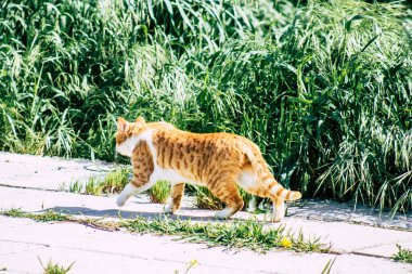 Paphos Kıbrıs 10 Mart 2020 Paphos sokaklarında yaşayan terk edilmiş evcil kedi manzarası