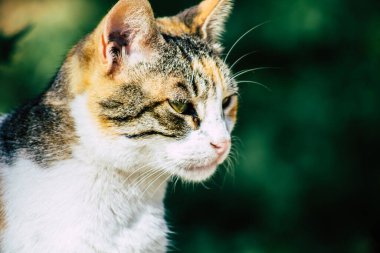 Paphos Kıbrıs 10 Mart 2020 Paphos sokaklarında yaşayan terk edilmiş evcil kedi manzarası