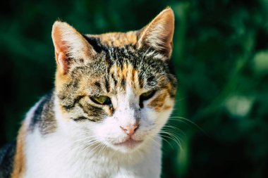 Paphos Kıbrıs 10 Mart 2020 Paphos sokaklarında yaşayan terk edilmiş evcil kedi manzarası