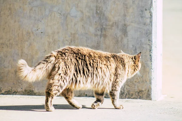 파포스 키프로스 2020 파포스의 거리에 버려진 고양이의 — 스톡 사진