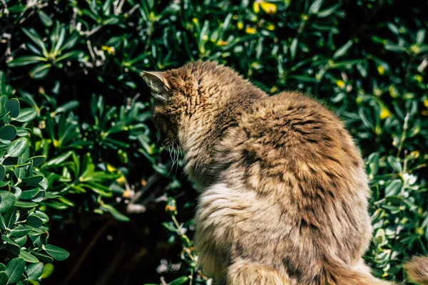 Paphos Zypern März 2020 Blick Auf Ausgesetzte Hauskatzen Die Den — Stockfoto