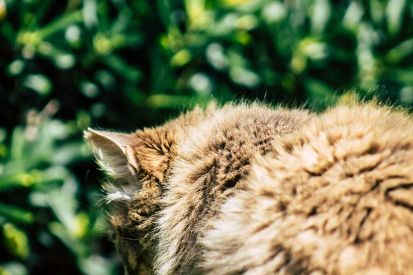 Paphos Zypern März 2020 Blick Auf Ausgesetzte Hauskatzen Die Den — Stockfoto