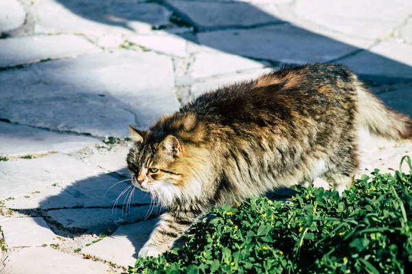Пафос Кипр Марта 2020 Вид Брошенной Домашней Кошки Живущей Улицах — стоковое фото