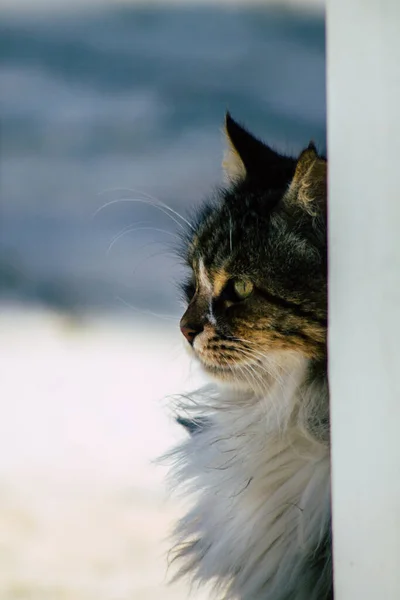 Paphos Chipre Marzo 2020 Vista Gato Doméstico Abandonado Viviendo Las — Foto de Stock