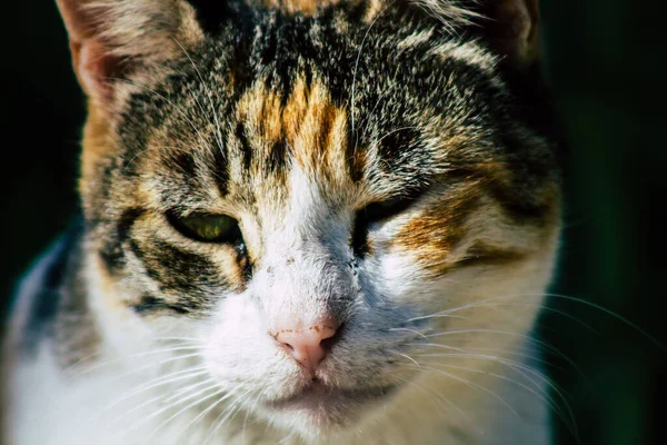 Paphos Ciprus Március 2020 View Abandoned Domestic Cat Living Streets — Stock Fotó