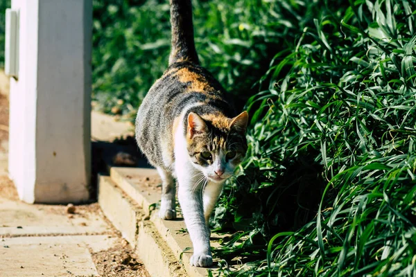 Paphos Zypern März 2020 Blick Auf Ausgesetzte Hauskatzen Die Den — Stockfoto