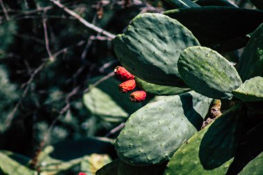 Paphos Kıbrıs Rum Kesimi 11 Mart 2020 Paphos sokaklarında büyüyen kaktüs manzarası