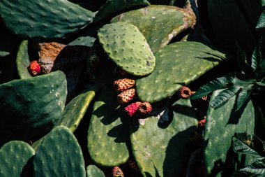 Paphos Kıbrıs Rum Kesimi 11 Mart 2020 Paphos sokaklarında büyüyen kaktüs manzarası