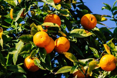 Paphos Kıbrıs Rum Kesimi 11 Mart 2020 Kıbrıs 'ta Paphos sokaklarında büyüyen çeşitli portakalların manzarası