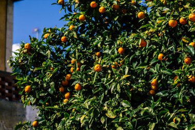 Paphos Kıbrıs Rum Kesimi 11 Mart 2020 Kıbrıs 'ta Paphos sokaklarında büyüyen çeşitli portakalların manzarası