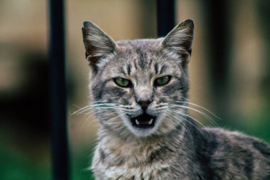 Limasol Kıbrıs 13 Mart 2020 Limasol sokaklarında yaşayan terk edilmiş evcil kedi manzarası