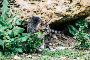 Limasol Kıbrıs 13 Mart 2020 Limasol sokaklarında yaşayan terk edilmiş evcil kedi manzarası