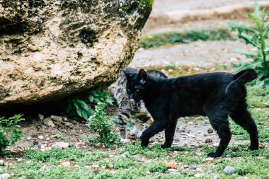Limasol Kıbrıs 13 Mart 2020 Limasol sokaklarında yaşayan terk edilmiş evcil kedi manzarası