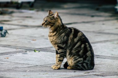 Limasol Kıbrıs 13 Mart 2020 Limasol sokaklarında yaşayan terk edilmiş evcil kedi manzarası