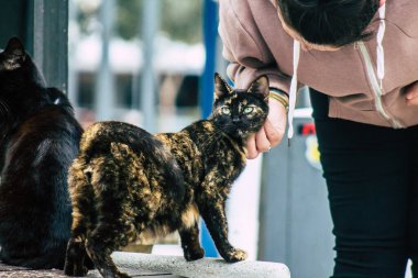 Limasol Kıbrıs 13 Mart 2020 Limasol sokaklarında yaşayan terk edilmiş evcil kedi manzarası