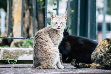 Limasol Kıbrıs 13 Mart 2020 Limasol sokaklarında yaşayan terk edilmiş evcil kedi manzarası