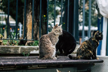 Limasol Kıbrıs 13 Mart 2020 Limasol sokaklarında yaşayan terk edilmiş evcil kedi manzarası