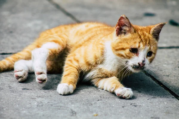 Limassol Ciprus Március 2020 View Abandoned Domestic Cat Living Streets — Stock Fotó