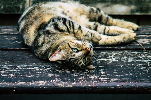 Limassol Chipre Marzo 2020 Vista Del Gato Doméstico Abandonado Que —  Fotos de Stock