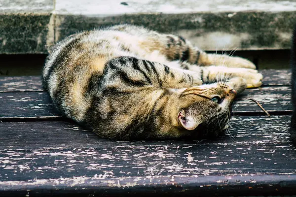 Limassolキプロス2020年3月13日Limassolの通りに住む放棄された国内猫の眺め — ストック写真