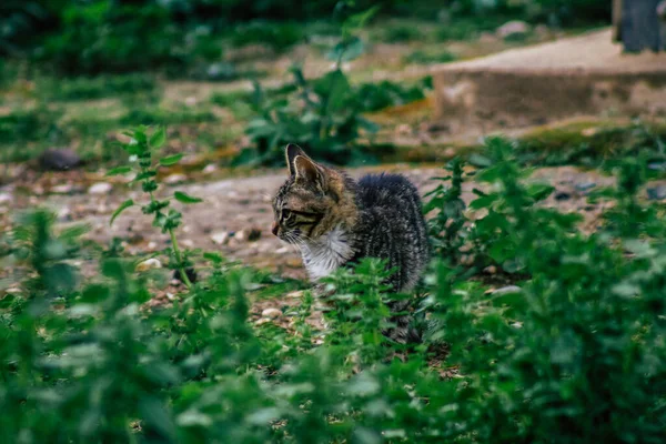 Limassol Chipre Março 2020 Vista Gato Doméstico Abandonado Que Vive — Fotografia de Stock