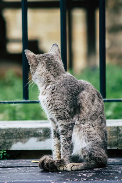 Limassol Chipre Março 2020 Vista Gato Doméstico Abandonado Que Vive — Fotografia de Stock