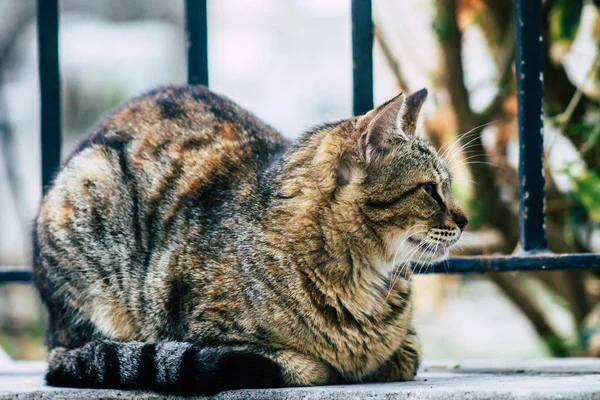 Limasol Kıbrıs 13 Mart 2020 Limasol sokaklarında yaşayan terk edilmiş evcil kedi manzarası