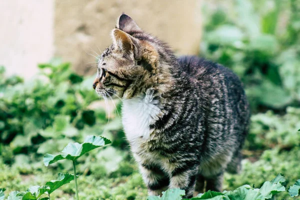 Limassol Cyprus March 2020 View Abandoned Domestic Cat Living Streets — Stock Photo, Image