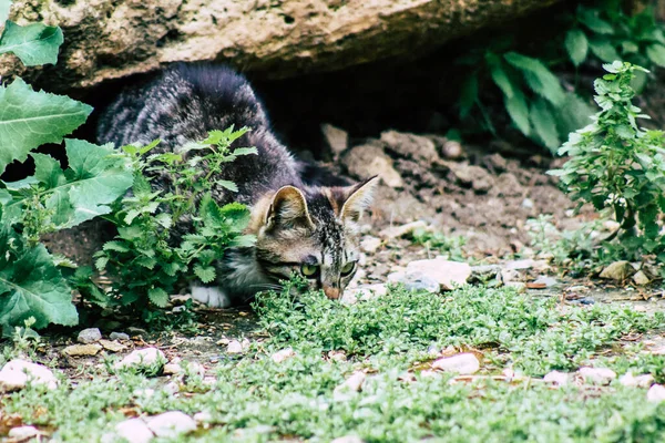 Limassol Cyprus March 2020 View Abandoned Domestic Cat Living Streets — Stock Photo, Image