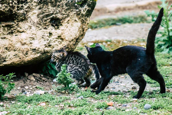 Limassol Chipre Março 2020 Vista Gato Doméstico Abandonado Que Vive — Fotografia de Stock