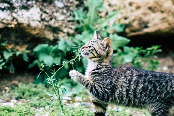 Limassol Zypern März 2020 Blick Auf Ausgesetzte Hauskatzen Die Den — Stockfoto