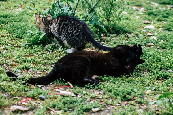 Limassol Ciprus Március 2020 View Abandoned Domestic Cat Living Streets — Stock Fotó