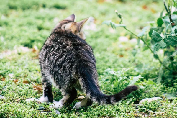 Limassol Cipro Marzo 2020 Veduta Del Gatto Domestico Abbandonato Che — Foto Stock