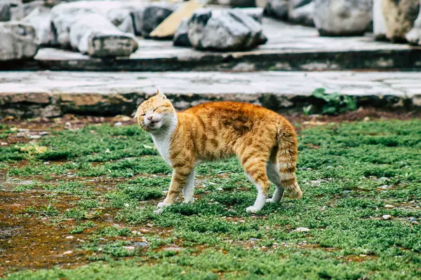 Limassol Kypr Března 2020 Pohled Opuštěnou Domácí Kočku Žijící Ulicích — Stock fotografie