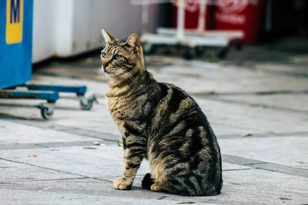 Limassol Chipre Março 2020 Vista Gato Doméstico Abandonado Que Vive — Fotografia de Stock