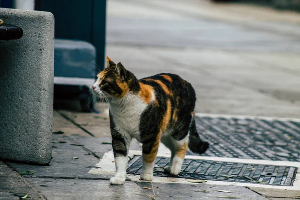 Limassol Ciprus Március 2020 View Abandoned Domestic Cat Living Streets — Stock Fotó